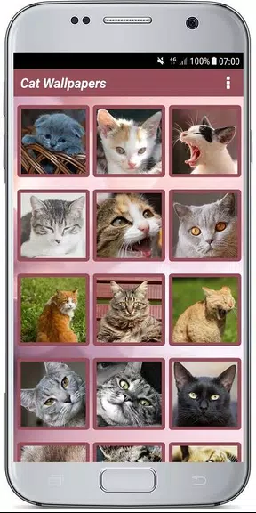CUTE CAT WALLPAPERS应用截图第0张
