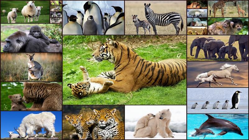 Baby Animal Jigsaw Puzzles应用截图第0张