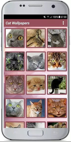 CUTE CAT WALLPAPERS应用截图第2张