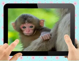 Baby Monkey Ekran Görüntüsü 0