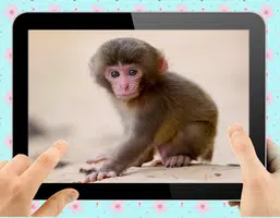 Baby Monkey Ekran Görüntüsü 1
