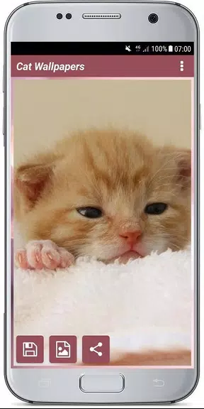 CUTE CAT WALLPAPERS应用截图第3张