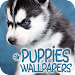 Puppies Wallpapers in 4K