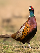 Pheasant sounds Zrzut ekranu 0