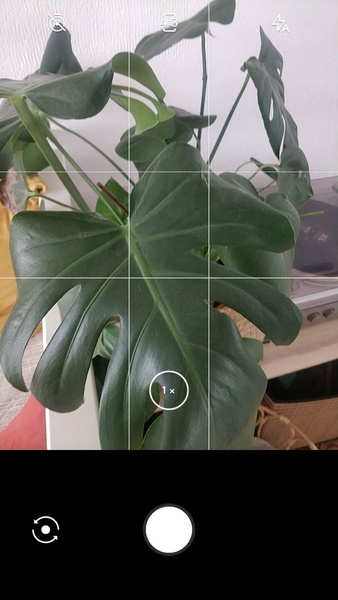 LeafSnap ဖန်သားပြင်ဓာတ်ပုံ 0