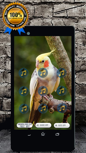 Cockatiel Singing : Cockatiel Sounds Captura de tela 1