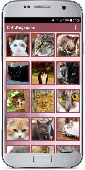CUTE CAT WALLPAPERS应用截图第1张