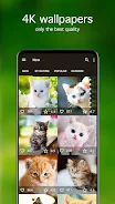 Kitten Wallpapers 4K ဖန်သားပြင်ဓာတ်ပုံ 1